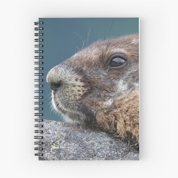 Item preview, Marmot in Mount Rainier National Park designed and sold by SDym Photography.