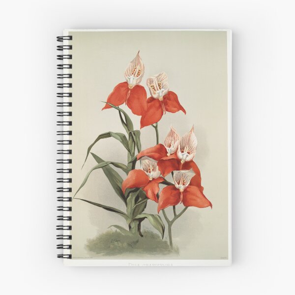 Item preview, Reichenbachia: Orchids Illustrated and Described designed and sold by EsotericBotanic.