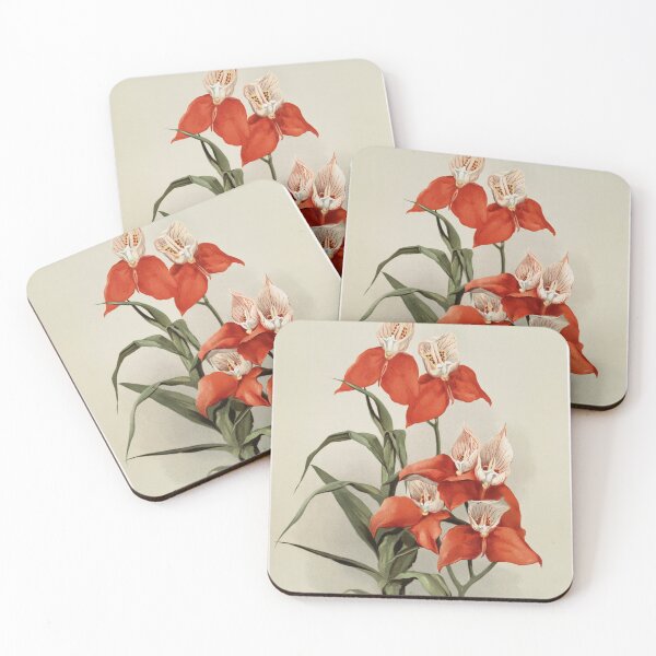Item preview, Reichenbachia: Orchids Illustrated and Described designed and sold by EsotericBotanic.