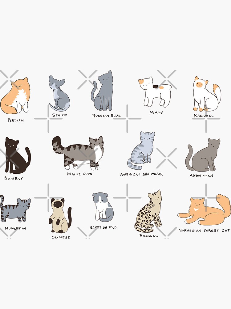 Browse Cat Breeds, Types of Cats