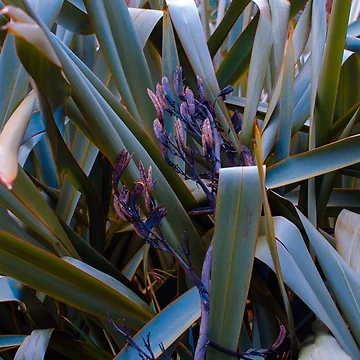 Artwork thumbnail, Botanical by bunlinked