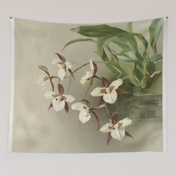 Item preview, Reichenbachia: Orchids Illustrated and Described designed and sold by EsotericBotanic.