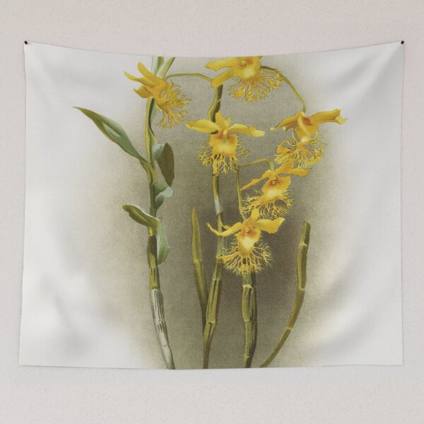Item preview, Reichenbachia: Orchids Illustrated and Described designed and sold by EsotericBotanic.