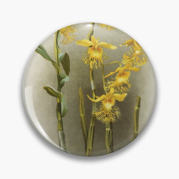 Item preview, Reichenbachia: Orchids Illustrated and Described designed and sold by EsotericBotanic.