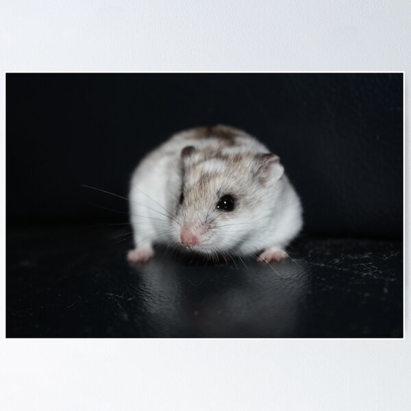 Item preview, Umbriel The Hamster designed and sold by EmilyWednesday.