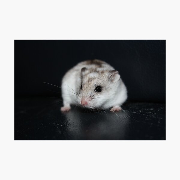 Item preview, Umbriel The Hamster designed and sold by EmilyWednesday.