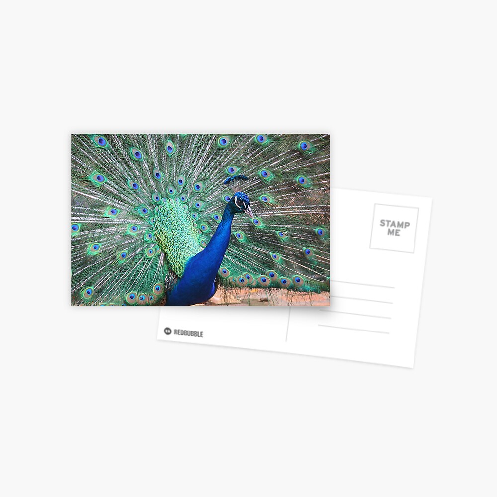 Item preview, Postcard designed and sold by OurBarbados.