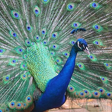 Artwork thumbnail, Posing Peacock by OurBarbados