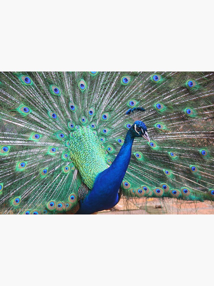 Thumbnail 3 of 3, Sticker, Posing Peacock designed and sold by OurBarbados.