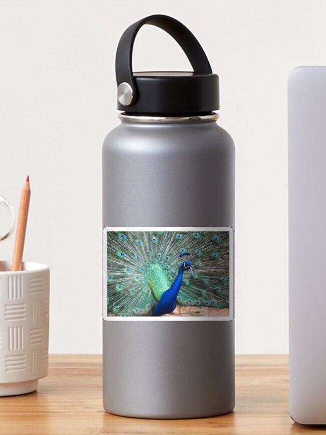 Thumbnail 1 of 3, Sticker, Posing Peacock designed and sold by OurBarbados.
