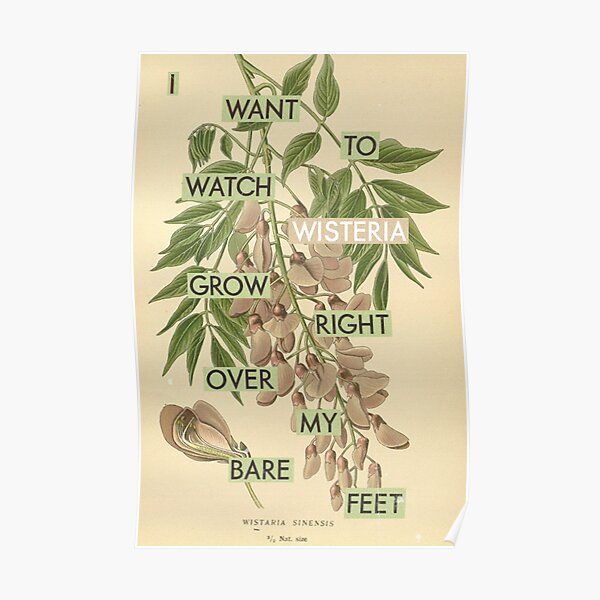 Wisteria juste au-dessus de mes pieds Poster