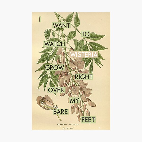 Wisteria right over my feet Photographic Print