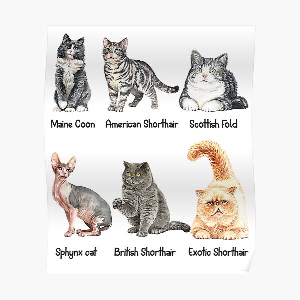 Posters Sur Le Theme Imprimer Les Chats Redbubble