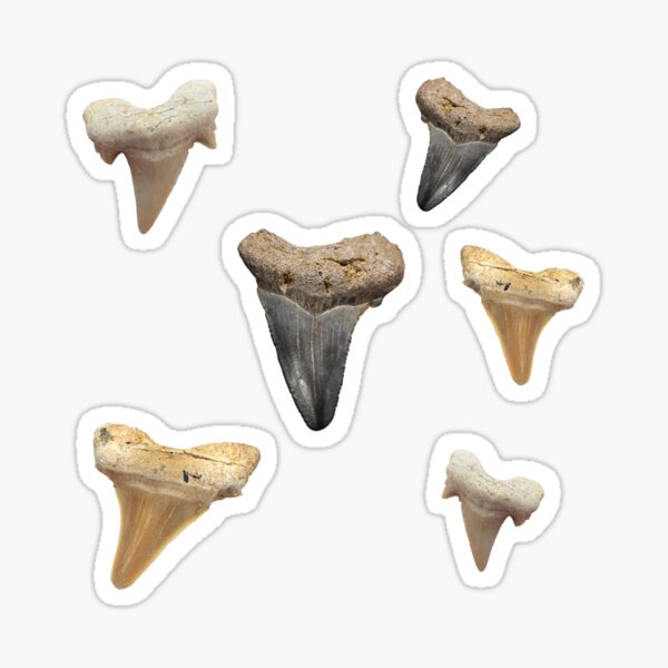 Item preview, Shark Tooth Fossils designed and sold by dwebble.