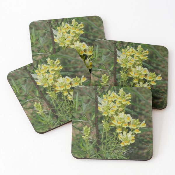 Aperçu de l'œuvre Fleurs jaunes de plante médicinale de linaire créée et vendue par mrivserg.