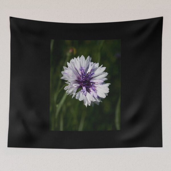 Item preview, Bachelor's button alone  7 designed and sold by Jouko Lehto Photography.