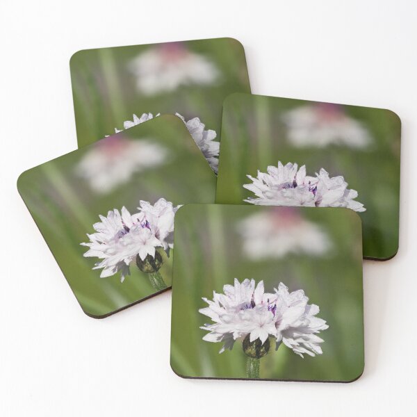 Item preview, The wet and white Bachelor's button 18 designed and sold by Jouko Lehto Photography.