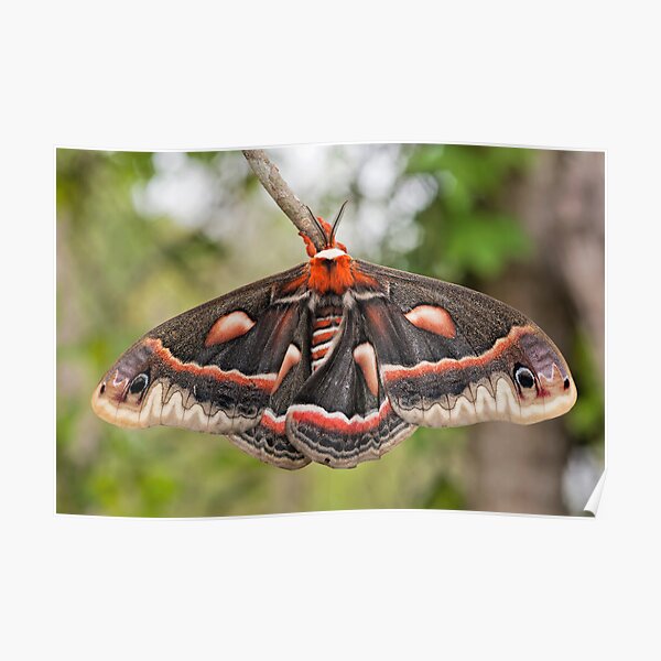 CECROPIA MOTH Poster
