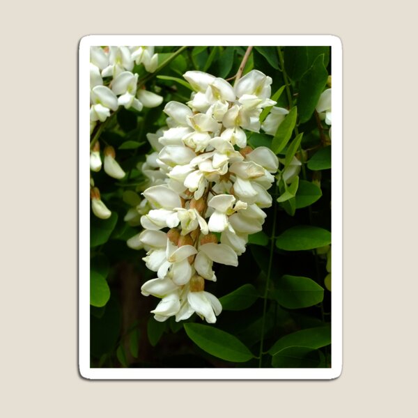 Item preview, Acacia Blossom designed and sold by pinkal.