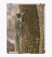 Western Grey Squirrel Climbing A Tree iPad-Hülle & Klebefolie