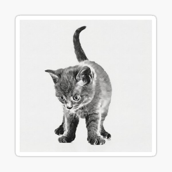 Kitten I Sticker