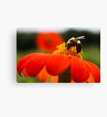 Bumble Canvas Print