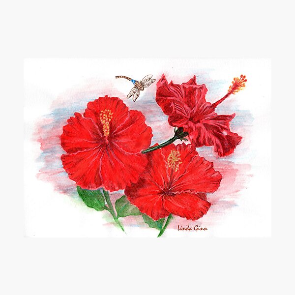 Hibiscus with Dragonfly Photographic Print