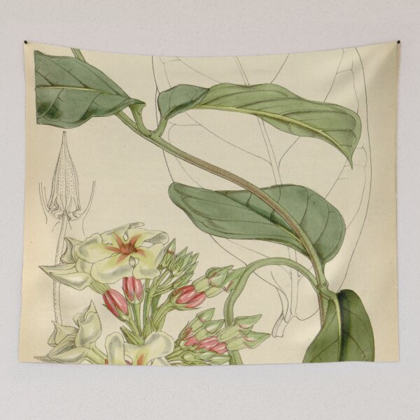 Item preview, Curtis's botanical magazine (Tab. 4547) (8241620802) designed and sold by EsotericBotanic.