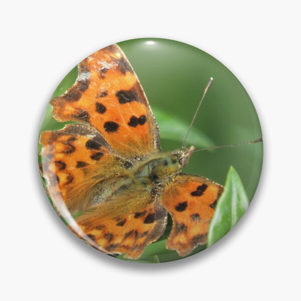 COMMA BUTTERFLY Pin