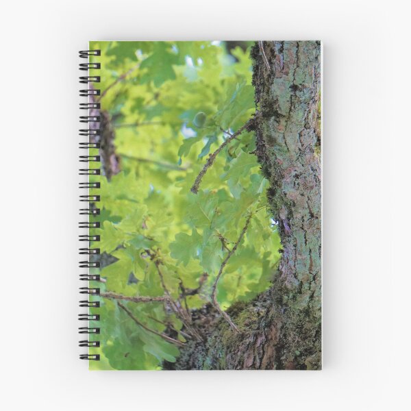 Item preview, a nice picture of an acorn tree designed and sold by ToniStauche.