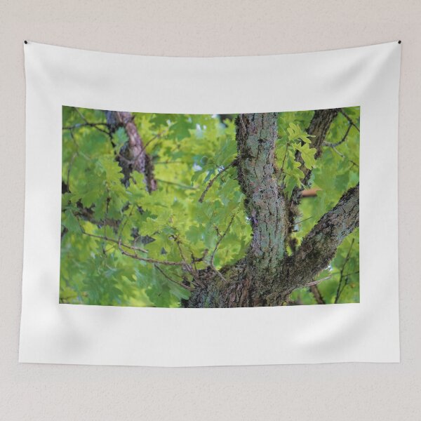 Item preview, a nice picture of an acorn tree designed and sold by ToniStauche.