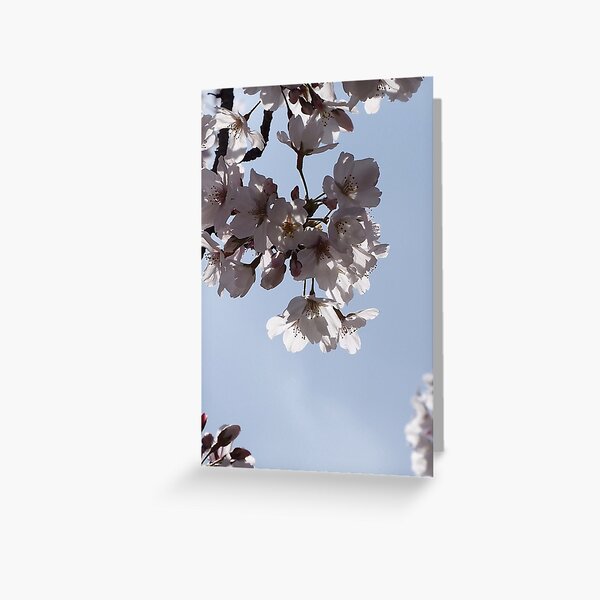 Item preview, Cherry blossoms in Spring light designed and sold by DerekEntwistle.