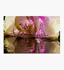 Rainy Orchid Photographic Print