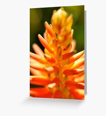 Flowers Flowers Flowers Greeting Card