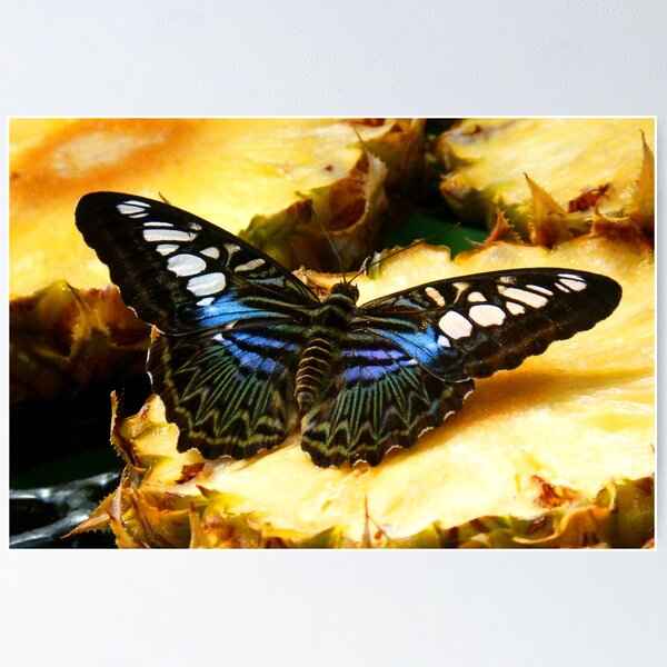 Item preview, Clipper Butterfly designed and sold by looneyatoms.