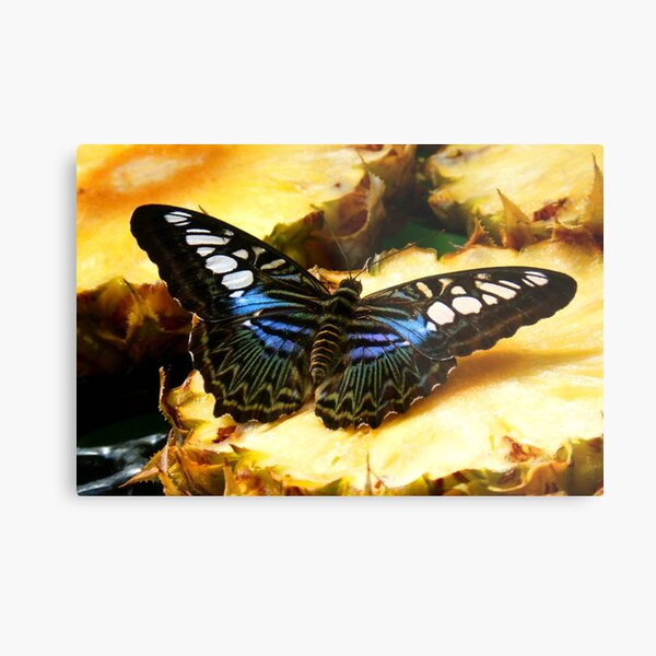 Item preview, Clipper Butterfly designed and sold by looneyatoms.