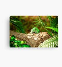 Green Tree Frog Leinwanddruck