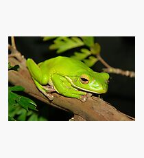 Green Tree Frog Fotodruck