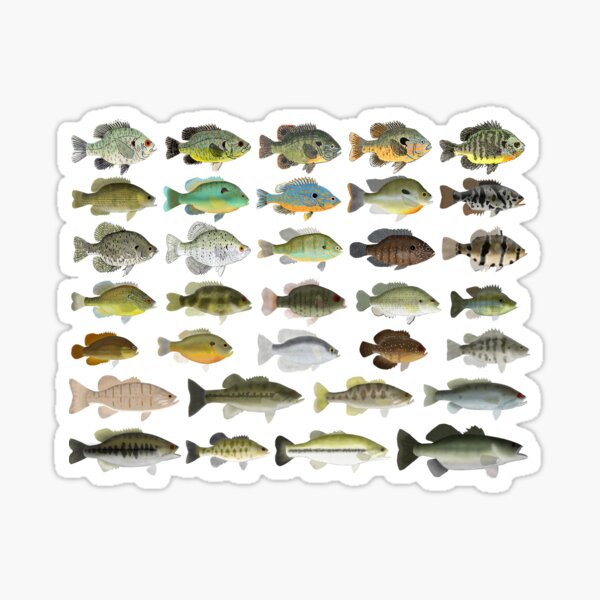 Sunfish Family Sticker