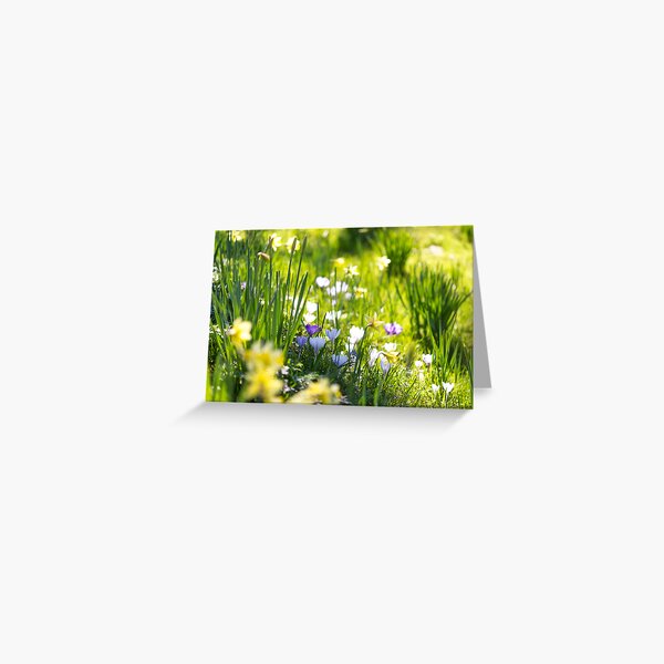 Spring sunshine Greeting Card