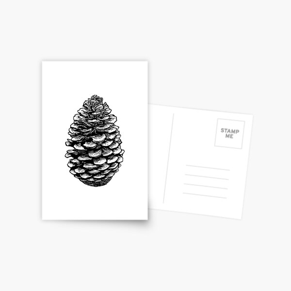 Pine Cone Black Postcard
