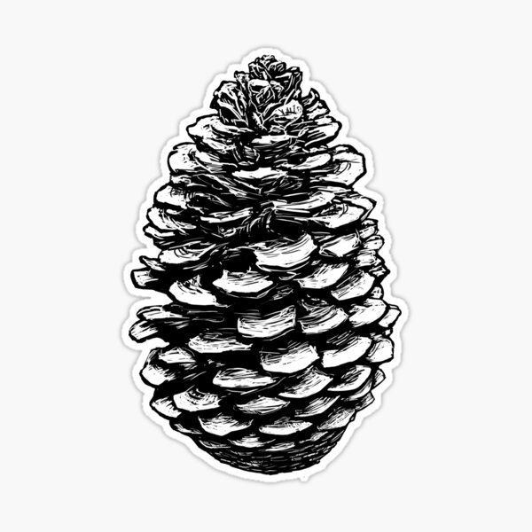 pine cone graphic black and white