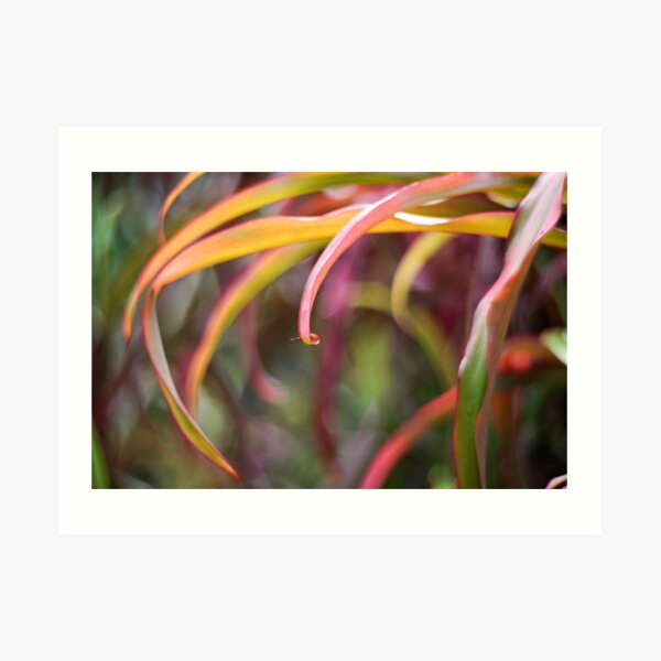 The curl Art Print
