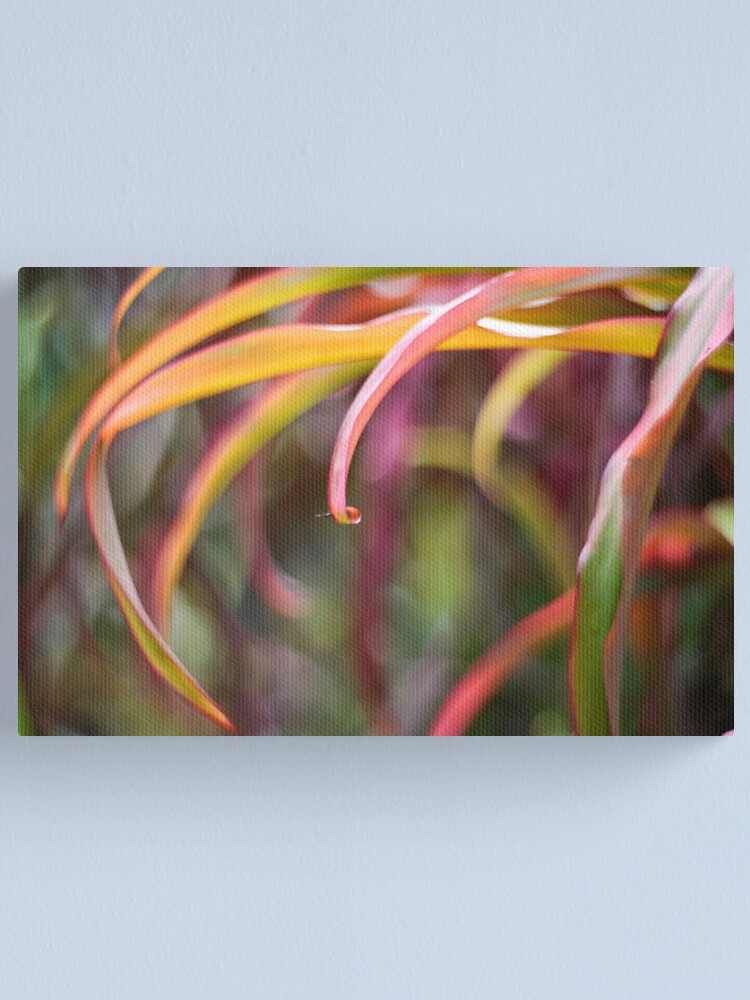 Alternate view of The curl Canvas Print