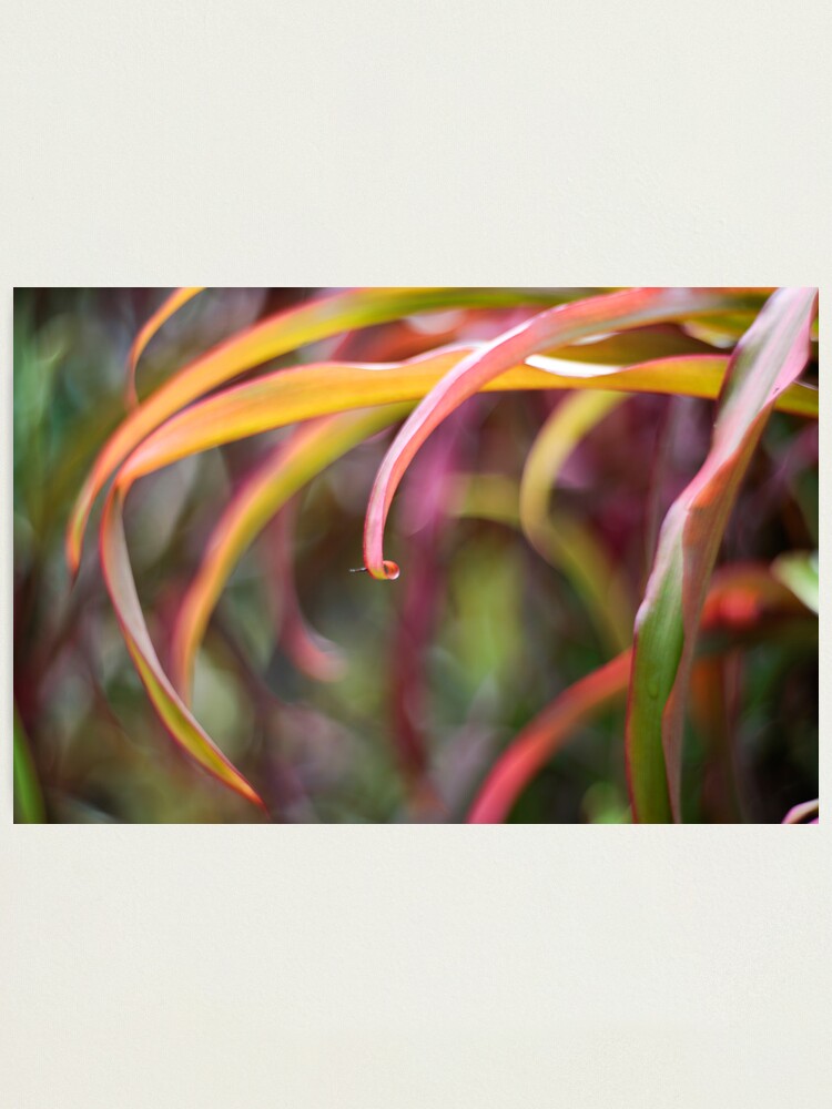 Alternate view of The curl Photographic Print