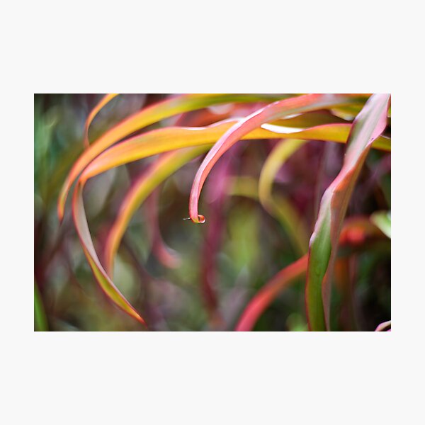 The curl Photographic Print