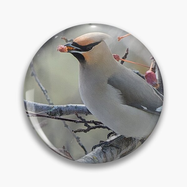 Item preview, Bohemian waxwing feasting on berries designed and sold by CanadianWild418.