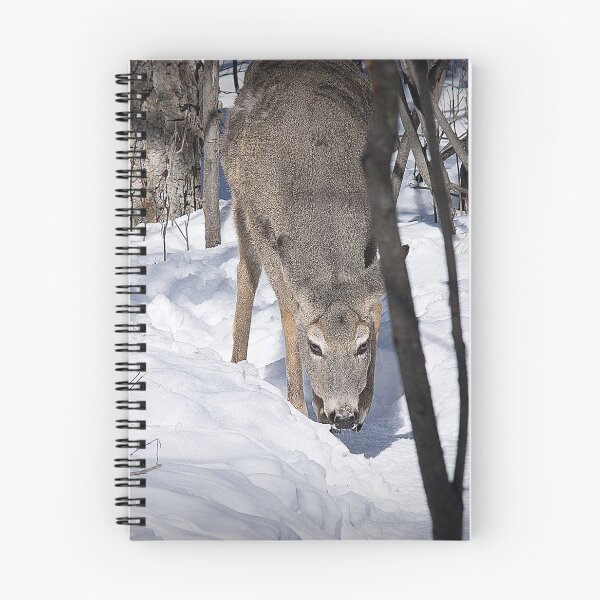Item preview, Grazing white-tailed deer.  designed and sold by CanadianWild418.