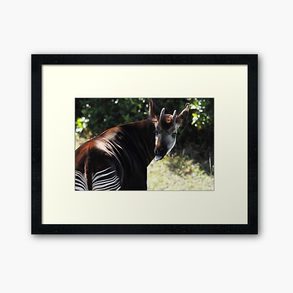 Item preview, Okapi designed and sold by Carol Bailey-White.
