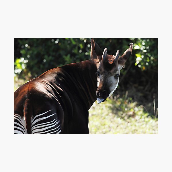 Okapi Photographic Print